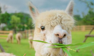 羊驼怎么养