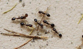 为什么蚂蚁搬家要下雨（为什么蚂蚁搬家要下雨二年级作文）