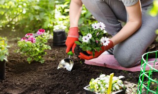 简述土壤养护的主要方法（土壤养分的作用）