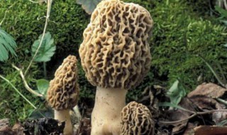 鬼笔的功效与作用（鬼笔的功效与作用及禁忌）