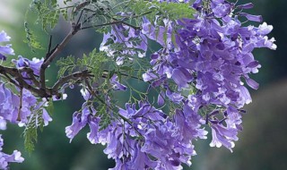 蓝花楹的花语（蓝花楹的花语与象征）