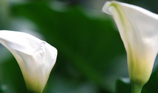 白色马蹄莲花语 白色马蹄莲花语象征与寓意