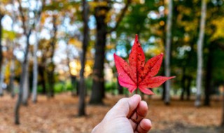 枫叶的花语 枫叶的花语爱情