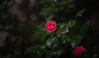 雨中赏花的心情说说 雨中赏花的唯美说说