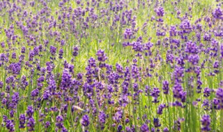 熏衣草的花语（薰衣草的花语）