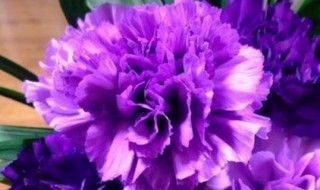 紫色康乃馨花语（紫色康乃馨花语和寓意颜色）