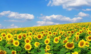 太阳花的花语和寓意 黄色太阳花的花语和寓意