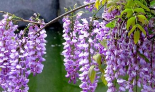 紫藤花的花语（紫藤花的花语文案）