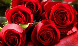 玫瑰花的花语和寓意 百合花的花语和寓意