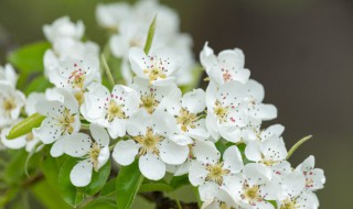 梨花的花语（梨花的花语功效特点诗词）