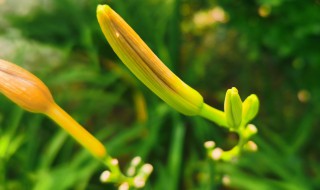 萱草花花语 萱草花花语唯美文案