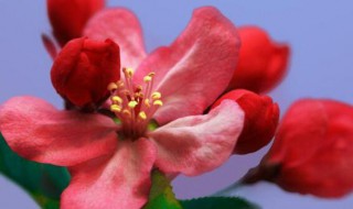 海棠花的花语和寓意 海棠花的花语和寓意图片