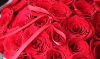 19支红玫瑰花语（19支红玫瑰花语语录）