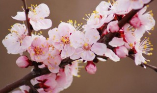 杏花的花语（杏花的花语是什么?）