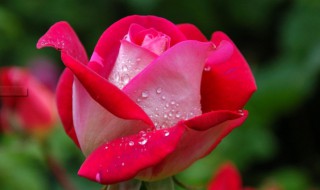 世界上最悲伤的十种花的花语 世界上十大悲伤的花