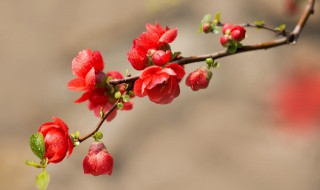 海棠花叶子发黄怎么回事（海棠花叶子发黄怎么回事儿?）