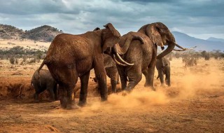 大象的寿命（大象的寿命最长是多少）
