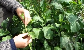 野腊菜的功效（野腊菜的功效及作用图片）