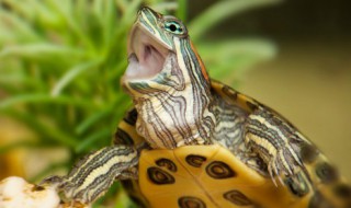 巴西龟的寿命（巴西龟的寿命一般有多少年公龟）
