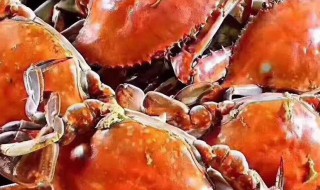 梭子蟹的做法清蒸 梭子蟹的做法清蒸视频