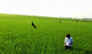 关于莉莉周的一切（关于莉莉周的一切豆瓣）