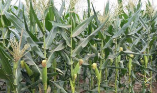 玉米种植的时间及方法 玉米种植的最佳时间,需要的条件