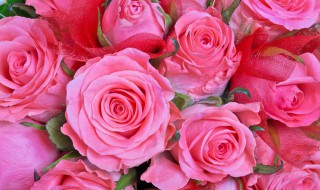 粉色玫瑰花代表的含义 粉色玫瑰花代表的含义是