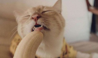猫可以吃香蕉吗（猫可以吃香蕉吗为什么）