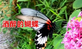 酒醉的蝴蝶歌词含义是什么意思 酒醉的蝴蝶歌词大意是什么