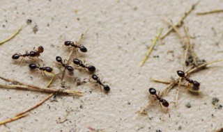 蚂蚁代表什么风水 蚂蚁风水寓意