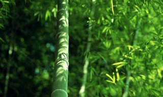 关于竹子的诗句励志 关于竹子的诗句励志寓意
