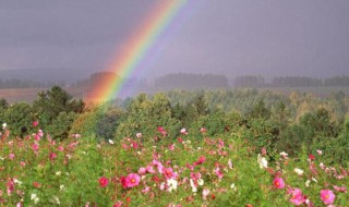 彩虹花卉怎么养（彩虹花卉怎么样）