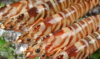 竹节虾是海虾还是河虾（基围虾是海虾还是河虾）