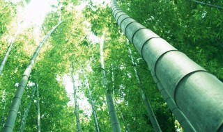 竹子寓意代表什么意思 竹子寓意着什么