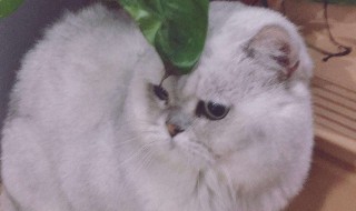 母猫怀孕期间要怎么做（母猫怀孕期间要注意什么）