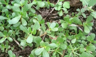 马齿笕的功效 马齿笕的功效与作用中用法禁忌以网