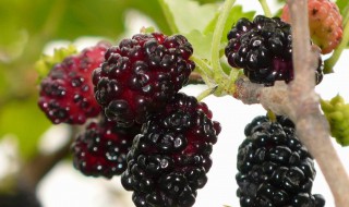 桑葚的功效 桑葚的功效作用与主治功效与禁忌