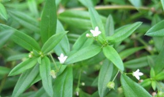 白花蛇舌草的功效（白花蛇舌草的功效作用与主治）