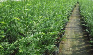 红豆杉种植（红豆杉种植基地）