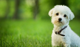 怎么养狗狗（怎么养狗狗的方法大全）