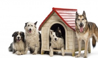 狗狗怎么养（比熊狗狗怎么养）