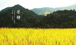 芒种节气是什么意思 芒种节气是什么意思手抄报