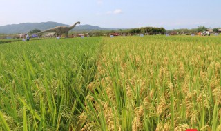 转基因和杂交最大区别 十大转基因蔬菜排名