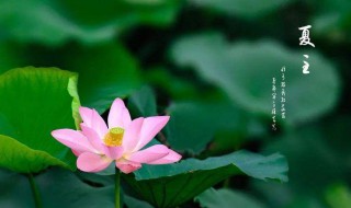 夏至节气的特点和风俗（夏至节气的特点和风俗图片）