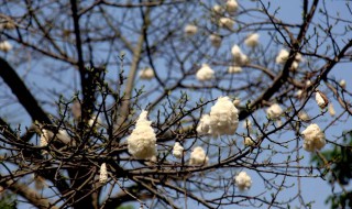 木棉花会结出棉花吗?（木棉花会结出棉花吗视频）