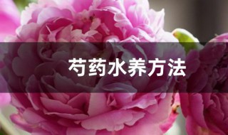 芍药水养方法 芍药水养怎么养