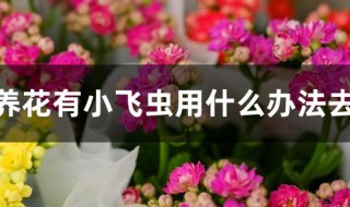 家里养花有小飞虫用什么办法去除（家里养花有小飞虫用什么办法去除掉）