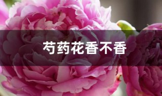 芍药花香不香（芍药花香不香怎么看）