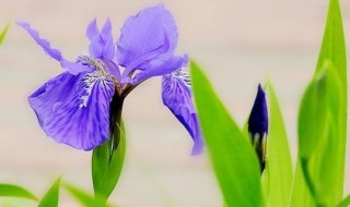 鸢尾花的寓意和花语 鸢尾的花语与寓意是什么