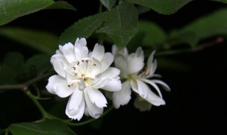 木香花四季开花吗 木香花四季开花吗图片